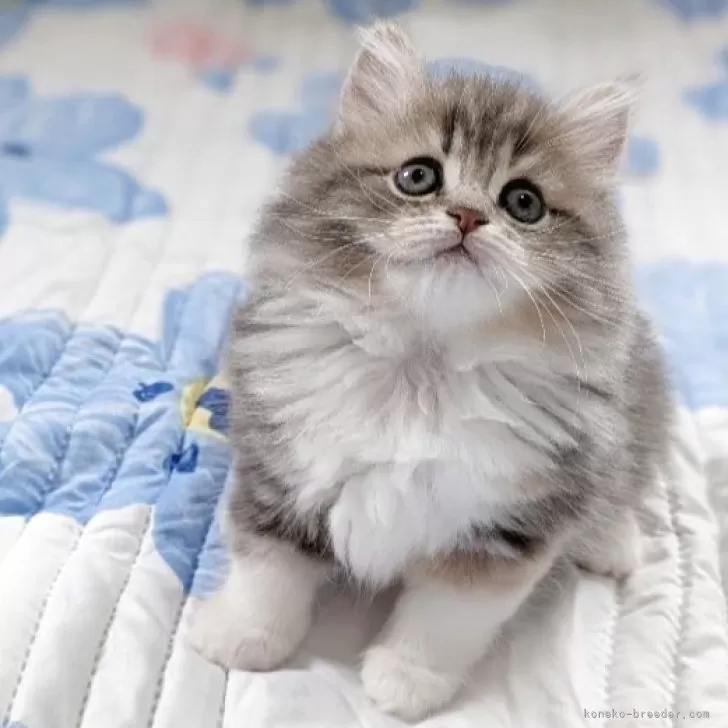 s.s 様のお迎えした子猫