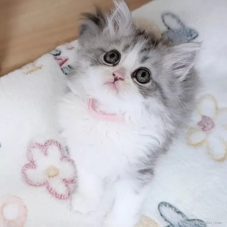 T.M 様のお迎えした子猫
