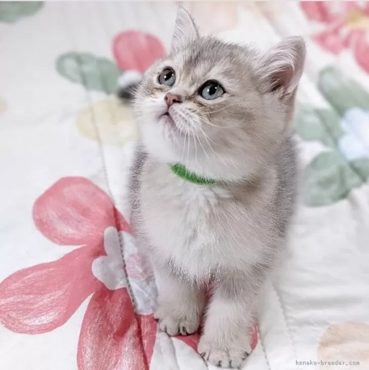 ID：2503-01835の子猫