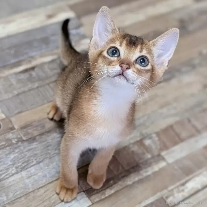 ID:2507-00030の子猫