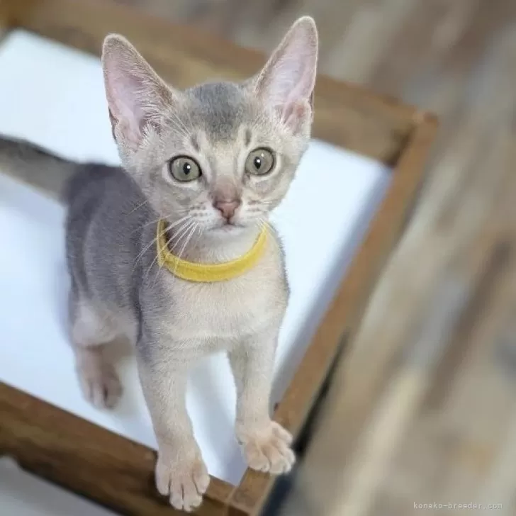 ID：2507-01213の子猫