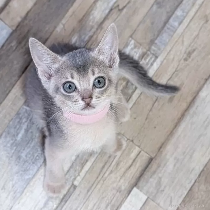 ID：2507-00013の子猫