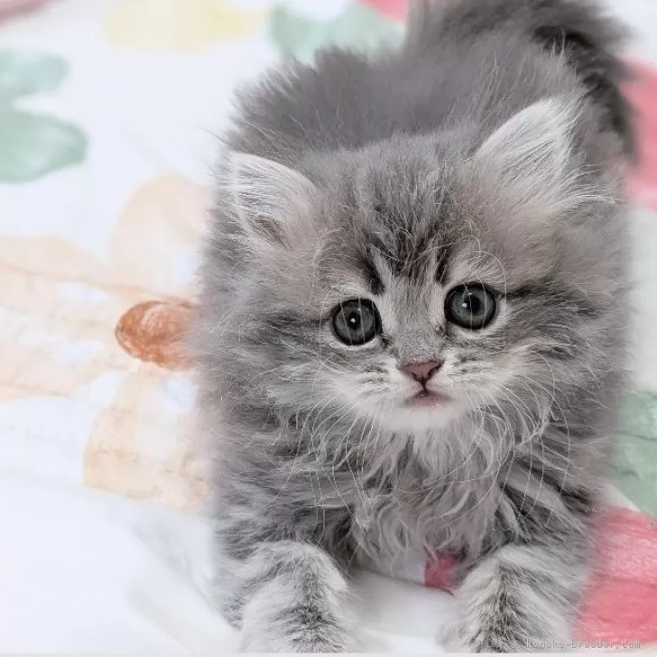 ID：2504-00135の子猫