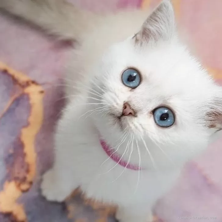 ID：2412-01865の子猫