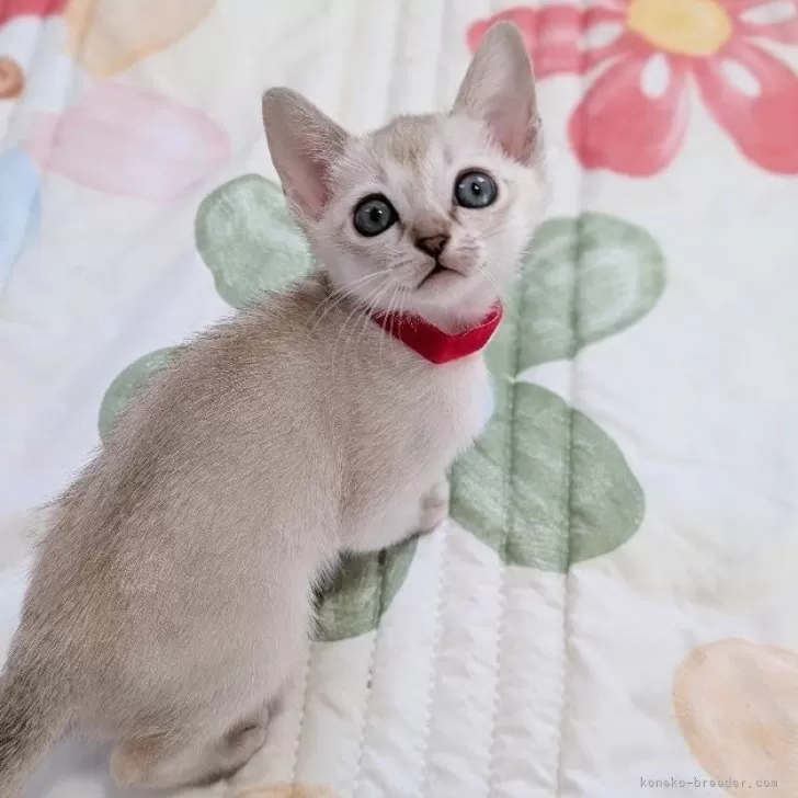 ID：2503-01033の子猫