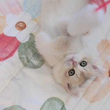 ブリティッシュショートヘア【千葉県・男の子・2025年1月29日・ライラックゴールデン（♡♡うるっ艶短毛♡♡）】の写真「遊ぶの大好き！希少カラーのイケメンboy」