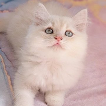 ラガマフィン【千葉県・男の子・2025年5月11日・カメオタビー&ホワイト（♡ふんわり長毛♡）】の写真「なでなで動画是非見てね♡パパ＆ママチャンピオン」