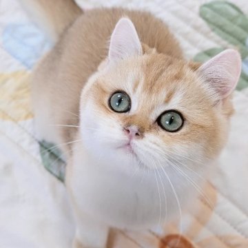 ブリティッシュショートヘア【千葉県・男の子・2024年12月3日・ゴールデン（♡♡つやっ艶短毛♡♡）】の写真「抱っこして肉キュー触りたい放題🤭動画見てね♡」