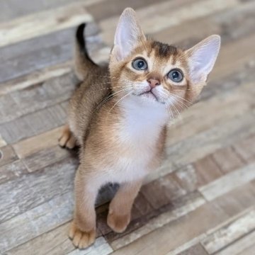 アビシニアン【千葉県・女の子・2025年5月13日・ルディ（♡つやつや短毛♡）】の写真「活発で美しい子♡パパチャンピオン👑」