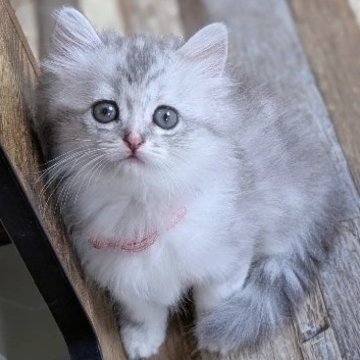 ラガマフィン【千葉県・女の子・2025年6月20日・シルバータビー（♡ふんわり長毛♡）】の写真「お顔が可愛すぎる♡穏やかGirl✨パパチャンピオン」