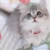 ラガマフィン