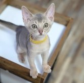 アビシニアン