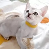 シンガプーラ
