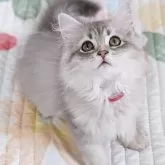 ラガマフィン