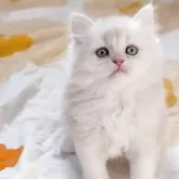 ラガマフィン