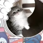 ラガマフィン