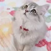 ラガマフィン