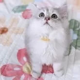 ラガマフィン