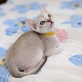 シンガプーラ