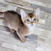 アビシニアン