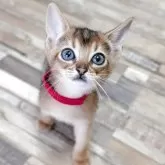 アビシニアン