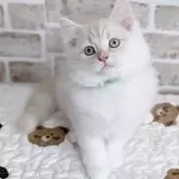 ラガマフィン