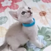 シンガプーラ