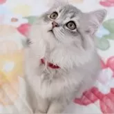 ラガマフィン