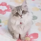 ラガマフィン