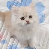 ラガマフィン