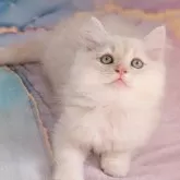 ラガマフィン