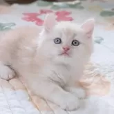 ラガマフィン
