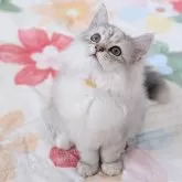 ラガマフィン