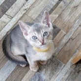 アビシニアン