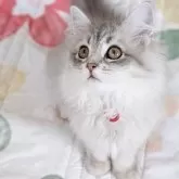 ラガマフィン