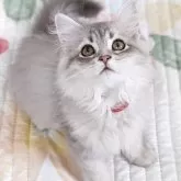 ラガマフィン
