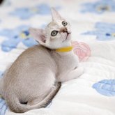 シンガプーラ