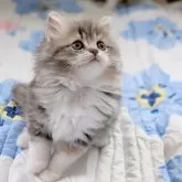 ラガマフィン