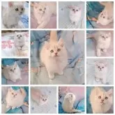 ラガマフィン