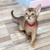 アビシニアン【千葉県・女の子・2025年5月13日・ルディ】の写真3