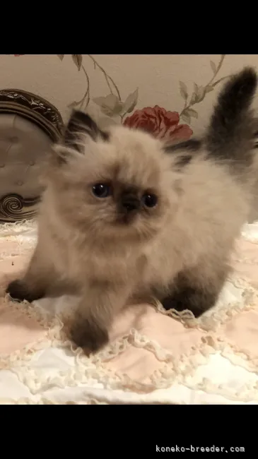 ID：2106-02302の子猫