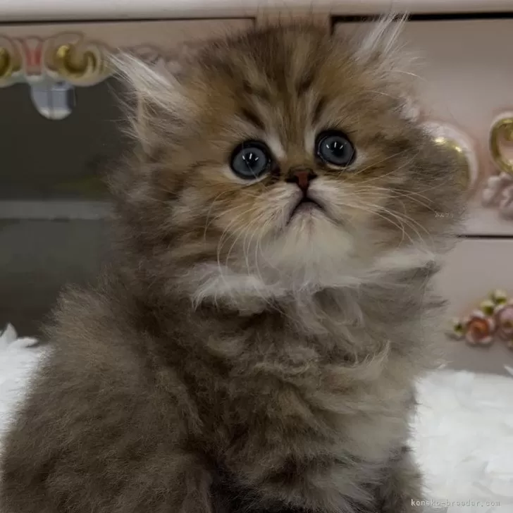 ID：2407-01503の子猫