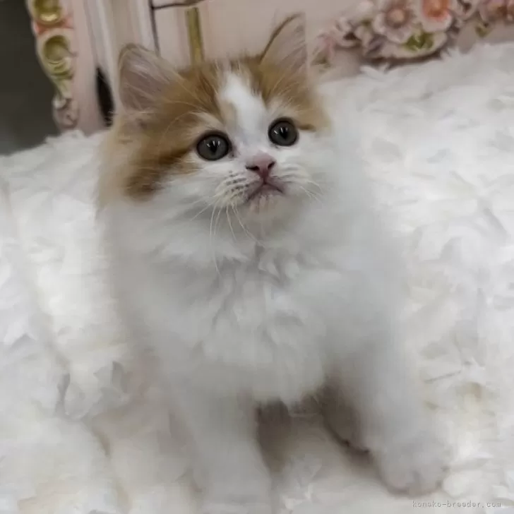 ID：2407-01600の子猫