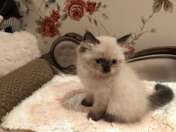 ヒマラヤン【愛知県・男の子・2021年5月10日・シールポイント】の写真「お鼻の高いキレイな男の子🐾」
