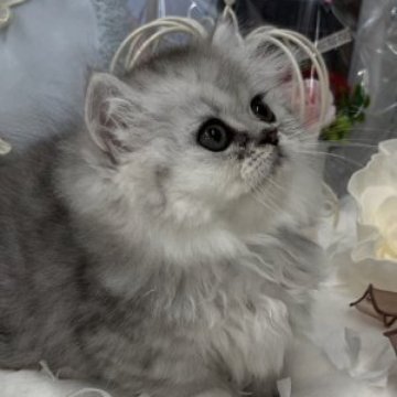 ミヌエット(短足)【愛知県・男の子・2023年2月8日・シルバー（ロング）】の写真「🌺可愛いお顔でちょ〜短足🐾」