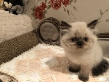 ヒマラヤン【愛知県・男の子・2021年5月10日・シールポイント】の写真「お目目クリクリ甘えん坊」