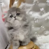 ペルシャ(チンチラ)【愛知県・男の子・2025年1月20日・ブルーチンチラゴールデン】の写真11