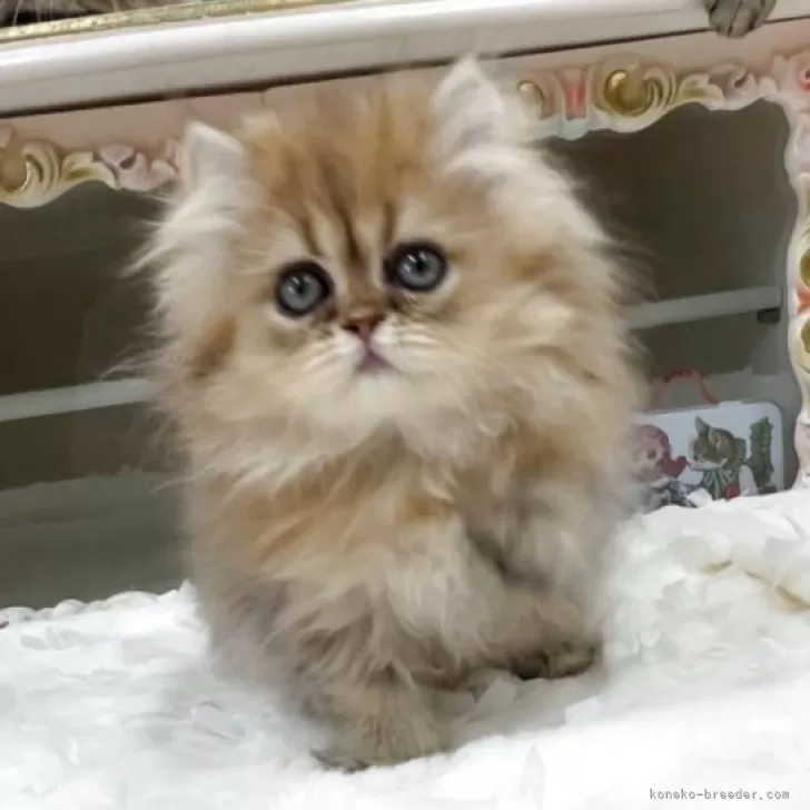 ID:2509-03251の子猫