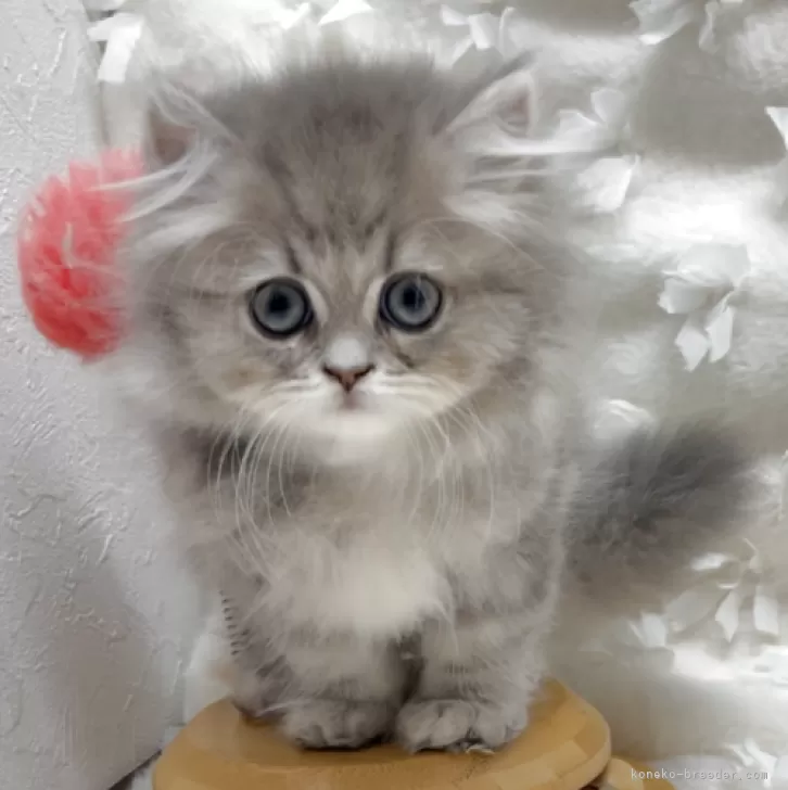 ID：2503-01551の子猫