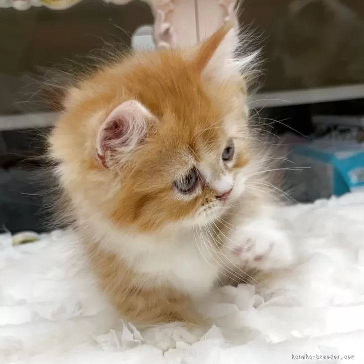 ID:2508-02008の子猫